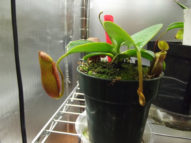n. lowii x campanulata.JPG