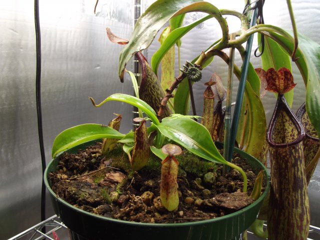 n. copelandii_basals.JPG