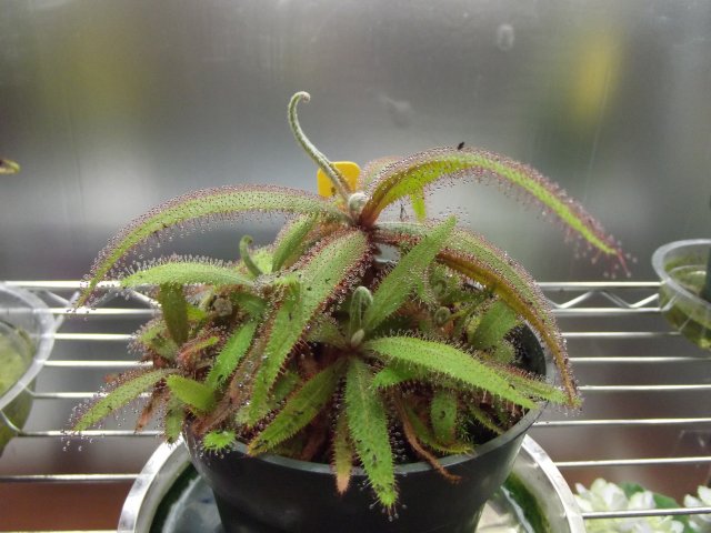 d. adelae (2).JPG