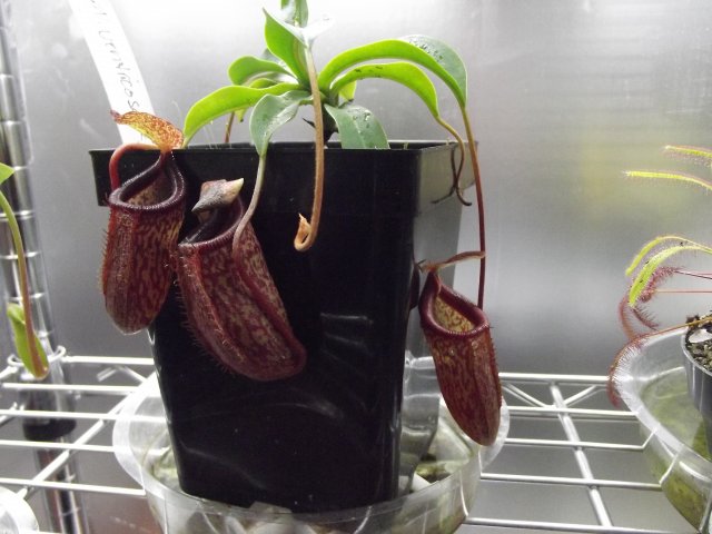 n. ventricosa x talengensis (2).JPG
