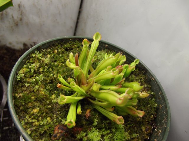 heliamphora nutans (2).JPG