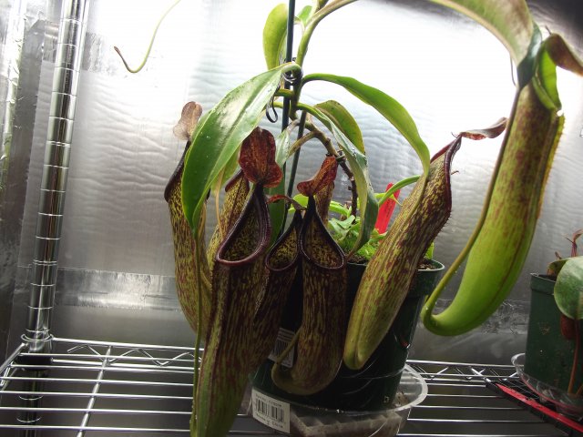 n. copelandii (2).JPG