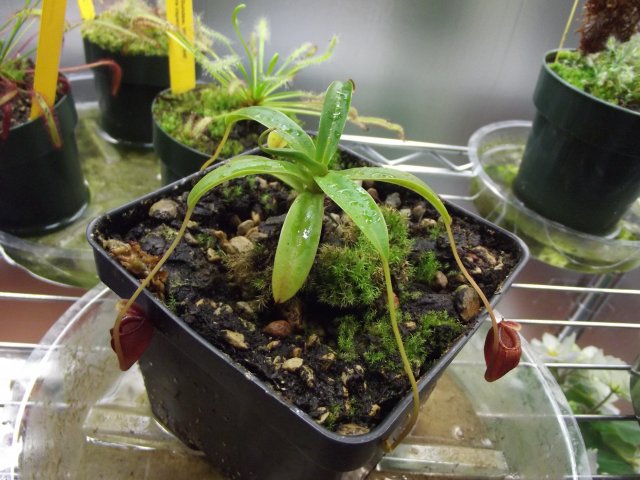 n. jacquelineae.JPG