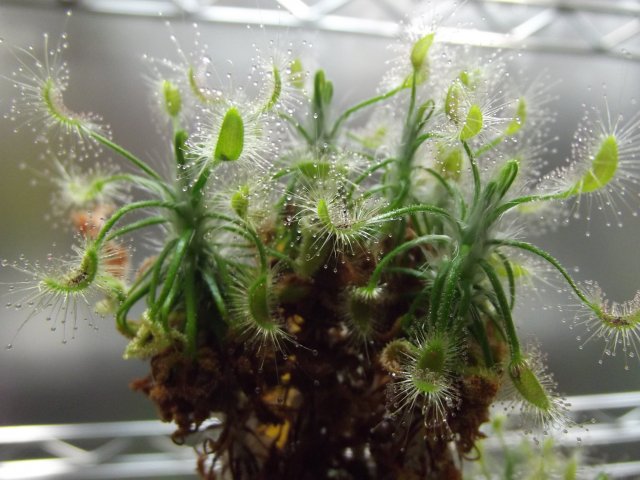 d. scorpiodes (2).JPG