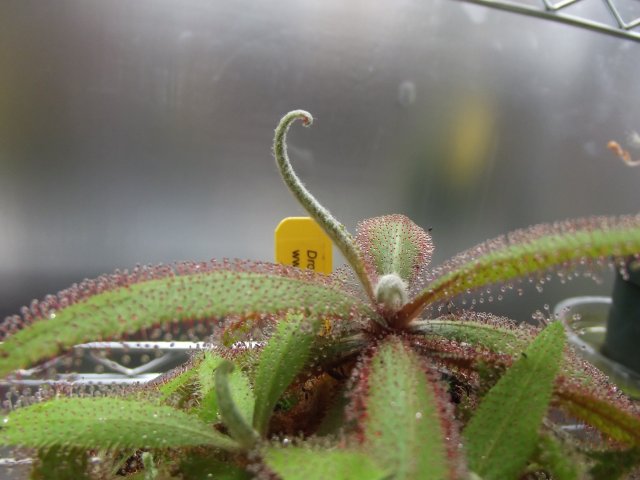 d. adelae (3).JPG