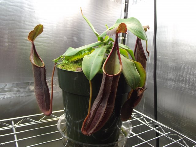 n. sanguinea.JPG