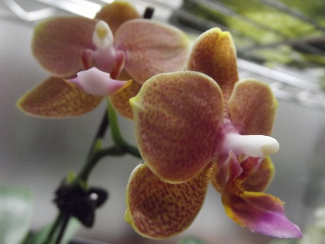DSCF1430.JPG