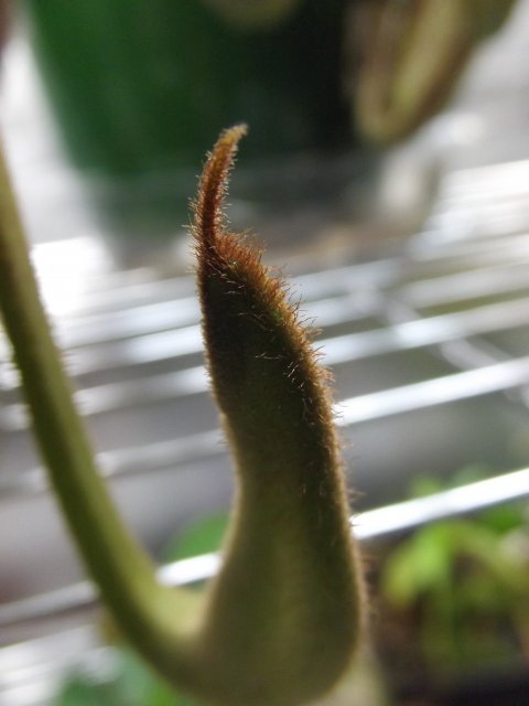 DSCF1440.JPG