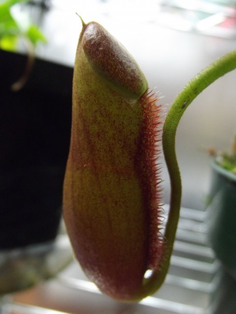 DSCF1435.JPG