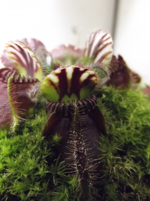 DSCF1445.JPG