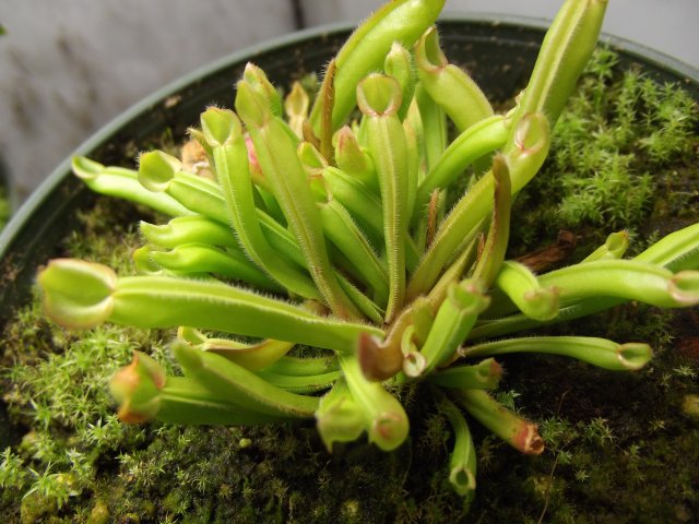 DSCF1450.JPG