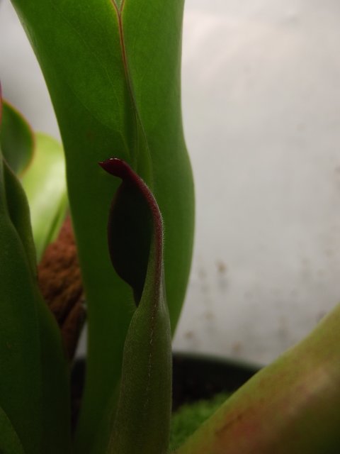 DSCF1453.JPG