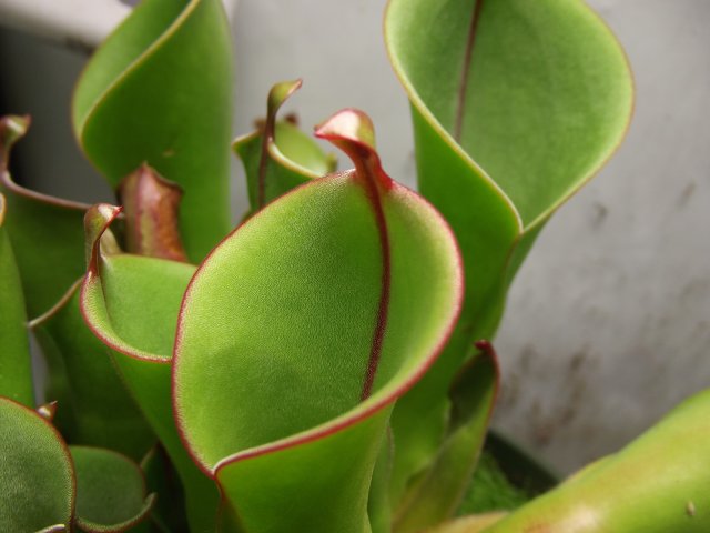 DSCF1452.JPG