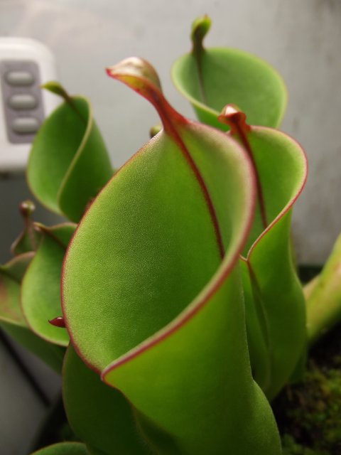 DSCF1451.JPG
