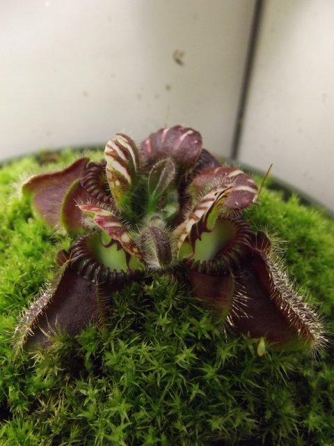 DSCF1447.JPG