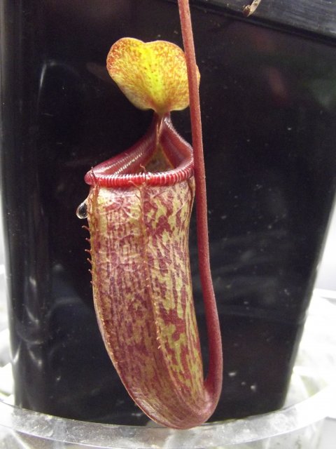 DSCF1442.JPG