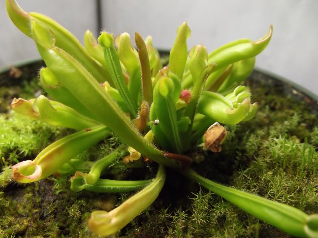 DSCF1449.JPG