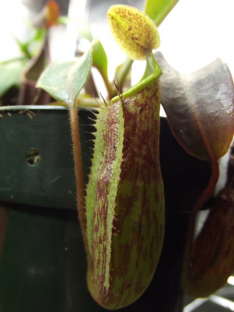 DSCF1437.JPG