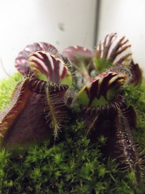 DSCF1446.JPG