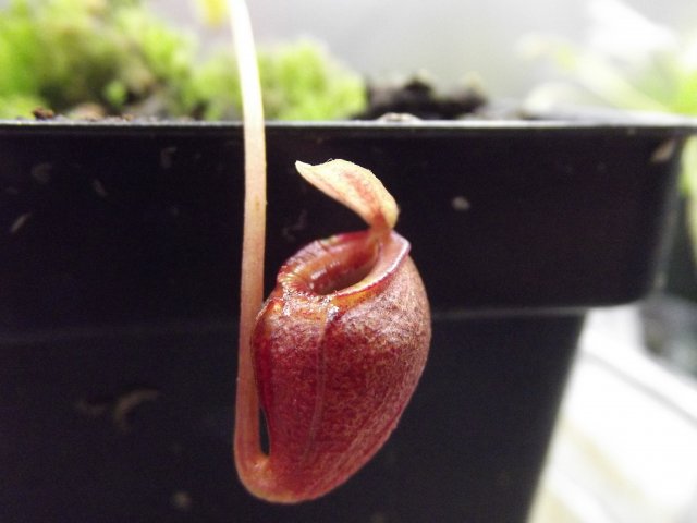 DSCF1431.JPG