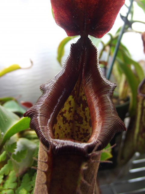 DSCF1438.JPG