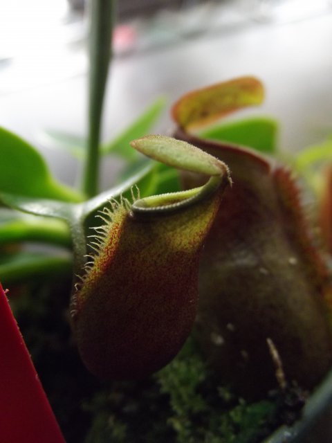 DSCF1441.JPG