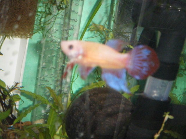 2011_0823 LittleGirl - SeperatedFins - 2 .JPG