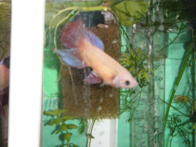 2011_0823 LittleGirl - Seperated Fins - 5.JPG