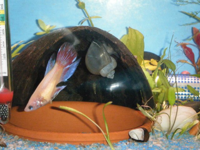 2011_0823 LittleGirl - SeperatedFin - 1.JPG