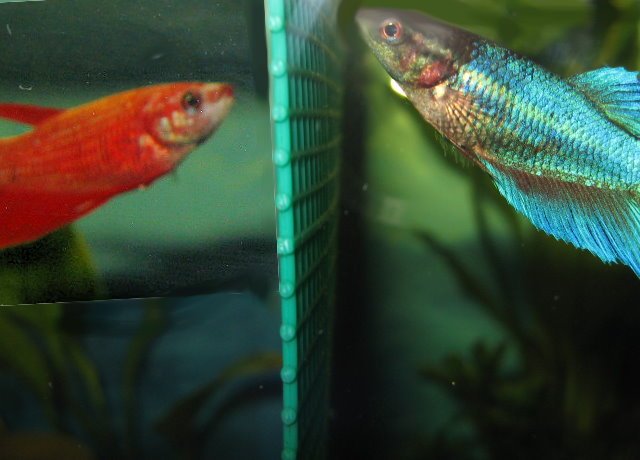 bettas7.jpg