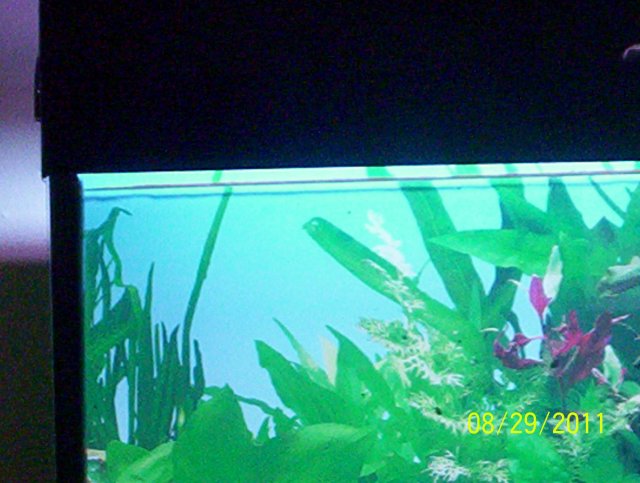 Aquarium_Front-Left.JPG