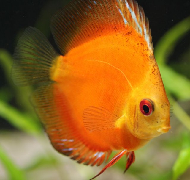 Discus 01.jpg
