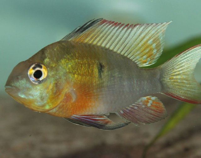 Bolivian 04 Fins.jpg