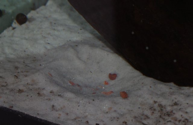 Someone is digging.jpg