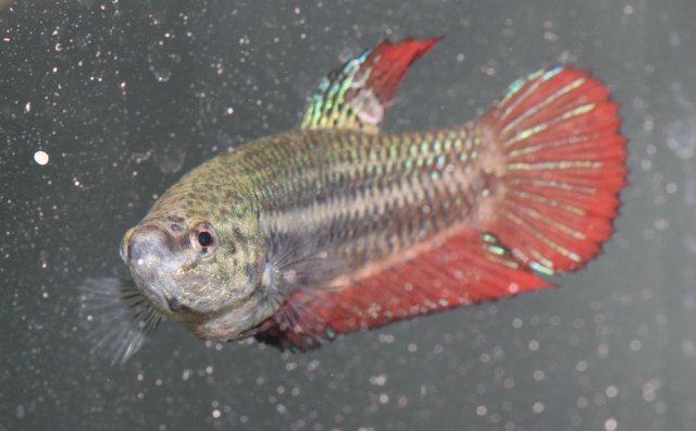 Female Betta and egg.jpg
