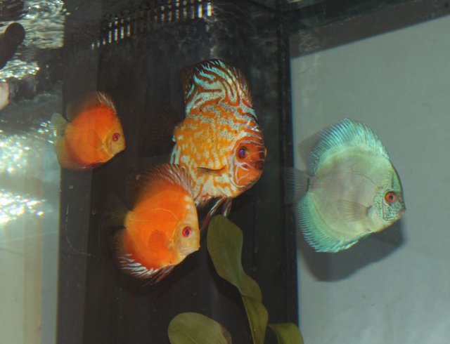 Discus Clan.jpg