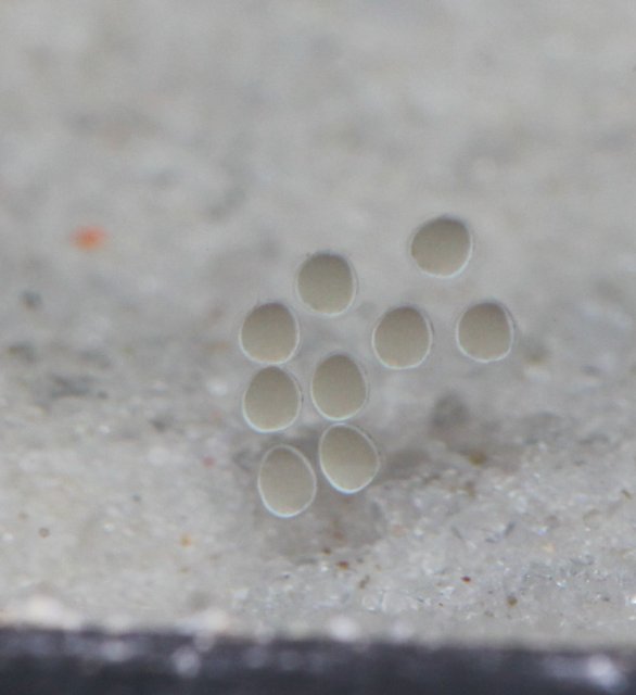Eggs.jpg