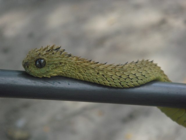 snake.jpg