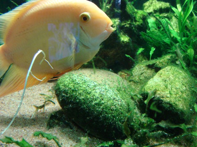 severum eggs 003.jpg