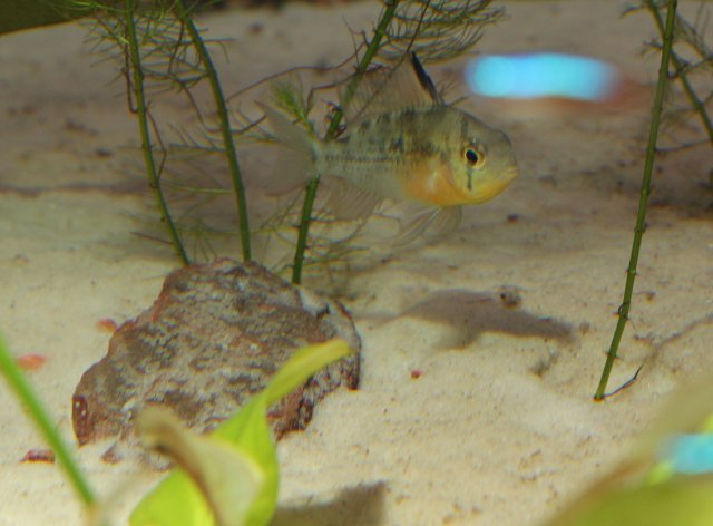 Bolivian and Eggs.jpg