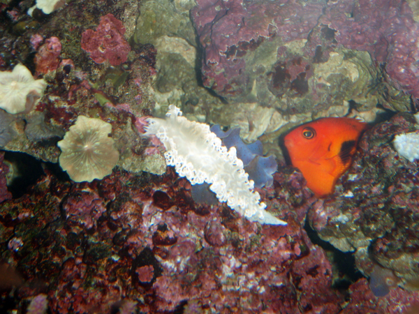 nudibranch-3.jpg