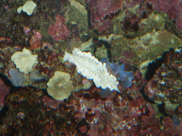 nudibranch-2.jpg nudibranch-2.jpg