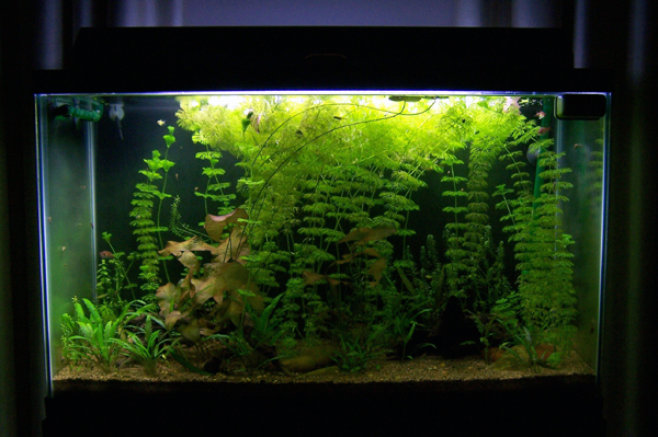FTS_overgrown.jpg