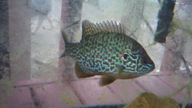 IMAG0032_2.jpg