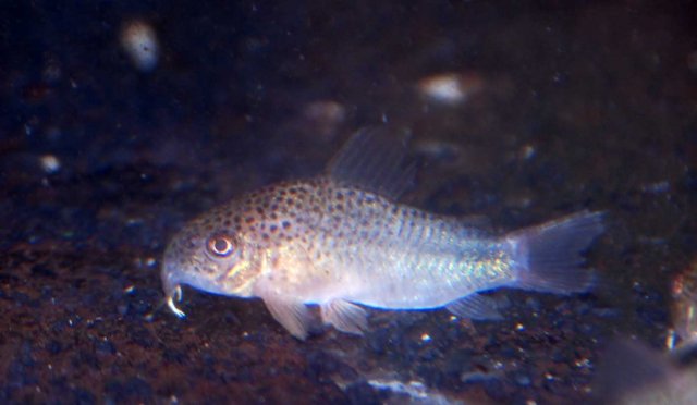 similis.jpg similis.jpg