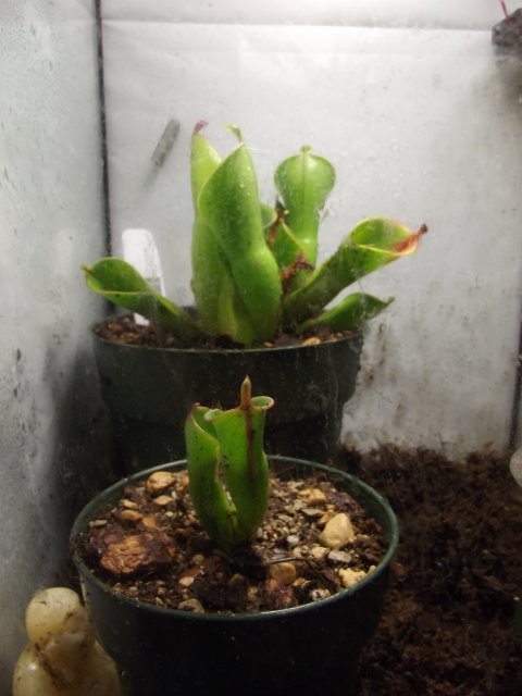 mama and baby.JPG