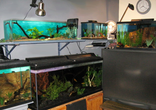 fishroom3.jpg fishroom3.jpg