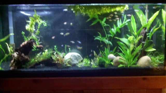 55 gallon 8-31-11.jpg