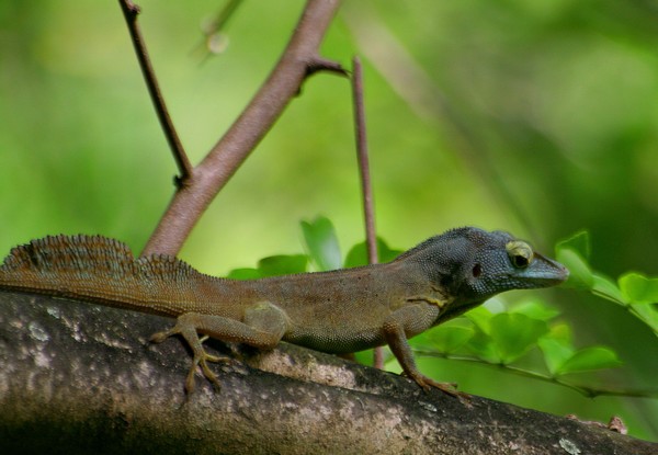 leezard.jpg