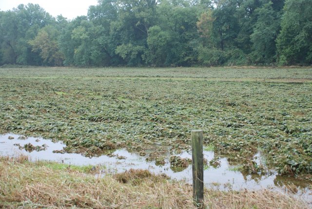 flooding sept 11 004.jpg